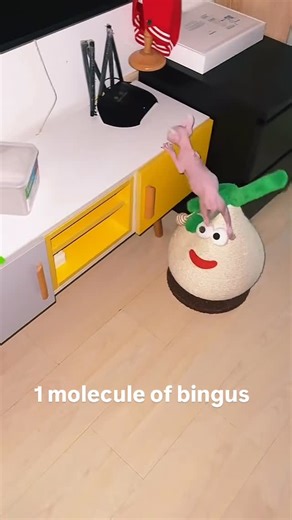 Bingus B. on Instagram: "Molecular Bingus #bingus"