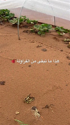 هذا ما تبقى من الفراولة بعد الفيضان #فيضانات_القصر_الكبير #التوت #الغرب #فراولة #fraise #strawberry