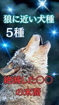 狼に近い犬種5選 絶滅した⭕️⭕️の末裔たち #犬 #狼#shortsyoutube #dog #犬雑学