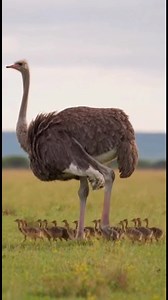 An adult ostrich guiding its chicks across a safari park. A calm, natural documentary moment showing real animal behavior, perfect for nature and wildlife lovers. #Ostrich #OstrichChicks #OstrichFamily #SafariPark #africanwildlife | Wild Zone
