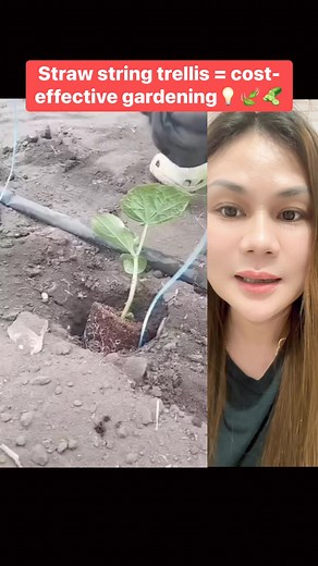Simple straw string trellis hack for healthy vines and space-saving gardening!🌱🥒 #trellis #plantingtips #gardeninghacks | Michelle Reyes