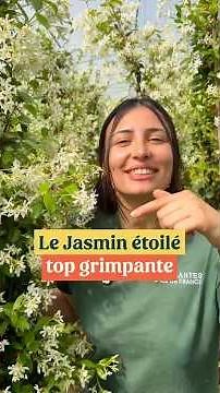 In our opinion, the best climbing plant? Star jasmine