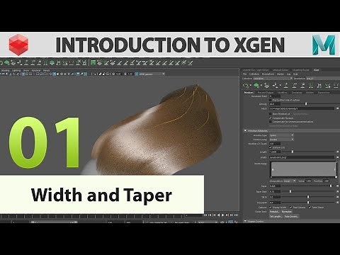 Introduction to Xgen: 01 Width and taper