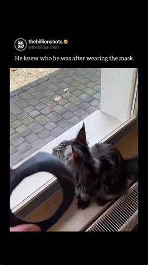 The Billion Shots™ on Instagram: "The viral trend of cats “wearing” Batman masks is a clever optical illusion created by leveraging the natural anatomy of a cat’s face, specifically their ears and facial markings. Most of these images and videos aren’t of cats wearing physical plastic masks—which most felines would immediately shake off—but are actually “cut-outs” or clever camera angles. The most famous version involves a human holding a small, Batman-shaped mask (often cut from black paper or