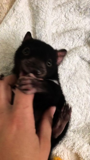 The Adorable Tasmanian Devil and Joey: Endangered Australian Animals