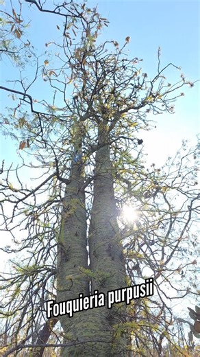 Joey Santore on Instagram: "The Tree Ocotillo from Oaxaca"