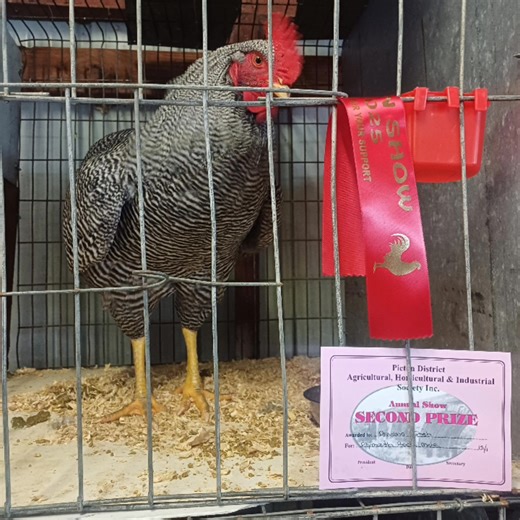 I'm so proud of my beautiful, young, Plymouth Rock male at his first show ! " Conroy Lodge Happy" was a crowd favourite and obviously a favourite with the judge despite his young age . " Conroy Lodge Sugar" took out first in white silky female, and her sister , "Conroy Lodge Cream" took out second place for Aria. 4 other birds were winners in the backyard birds section with Ivy ! 🐔😁🥰🏆 | Davena Conroy