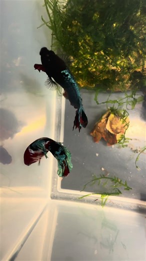 Breeding Betta fish in storage containers#aquarium #bettafish #love #shorts