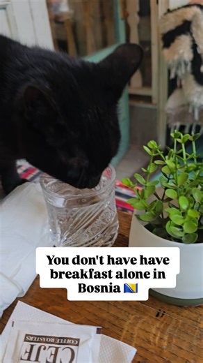 Fueling up before visiting Srebrenica for our tour and this cutie shows up! #bosnia #sarajevo #animals #cat #water | Sunnah Treks