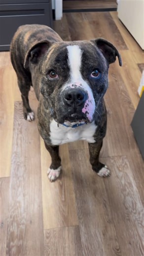 23-0404 "buster" Meet Buster! This 4 year old Boxer is looking to meet his forever family!! Buster makes quick friends with everyone he meets! He is very laid back, loves to lounge, and loves to play! If you are interested in adopting Buster or have any questions please feel free to contact the Town of Oyster Bay Animal Shelter at 516-677-5784 | Town of Oyster Bay