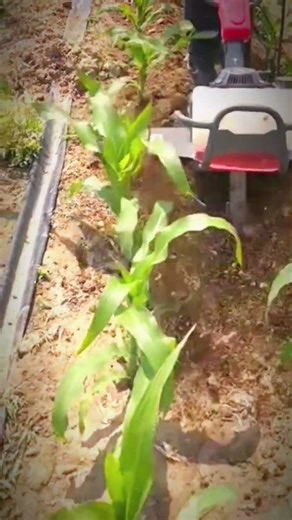 Plowing Soil in Corn Farm with the Smallest Machine 🚜🌽 | #FarmingLife #VillageLife