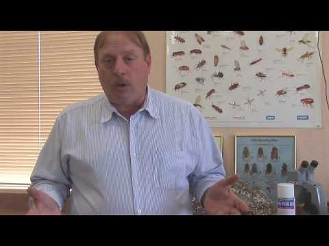 Insect Repellent Techniques : How to Stop Black Flies From Biting