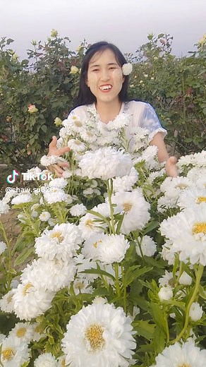 ပန်းတွေလှလို့#chawsu #အာဂူးလေးအုန်းဆီနဲ့လက်ဖက်ဆီ