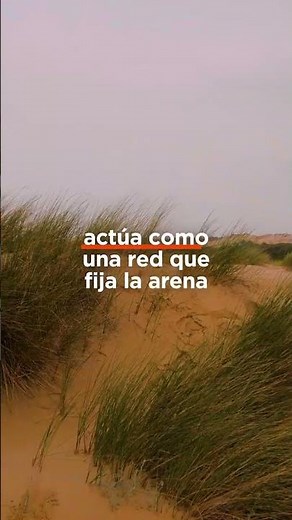 Las dunas costeras son ecosistemas esenciales para la biodiversidad y la protección del litoral 💪