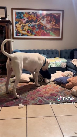 Napoleón - The Mischievous TikTok Dog | #PerroInfluencer #Travesuras