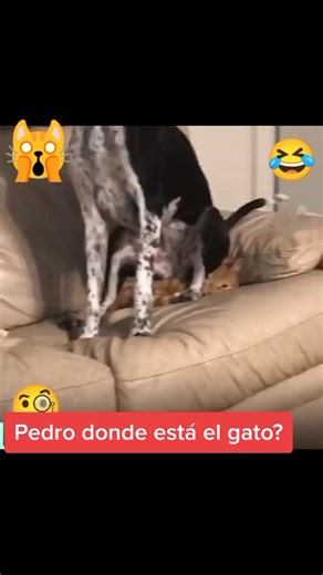 #you #divertidos #gatostiktok #gatos #viral #perro #animals #animalestiktok #cat #dog #gato #yuo