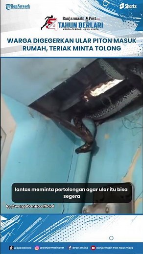 A 3-Meter Python Enters a Banjarmasin Resident's Home, Evoking Screams for Help
