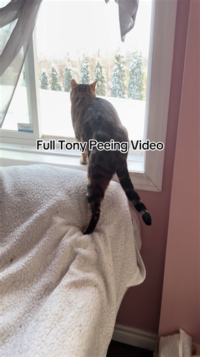 Here is the full video for those who wondered why I recorded my cat peeing, or that it was staged etc etc. We got dumped on with snow and I wanted to see his reaction to it. I have several videos of him playing in the snow. You’ll be able to see my beautiful Floof too ❤️ #bengal #snow #cat #freshsnow #canadianwinter