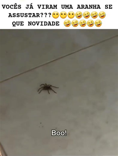 ARANHA TOMA SUSTO 🤣 ( VÍDEO ENGRAÇADO )