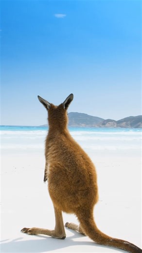 21K views · 495 reactions | Just a local WA cutie enjoying a perfect day on Lucky Bay,  @_ryanchatfield Luck Bay, WA | So Perth | Facebook