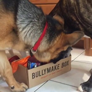 DOG PARENTS! Is your dog a POWER CHEWER? 🐶🐶 If so, then you know all about their destruction on toys & treats. The Bullymake Box is packed with TOUGH TOYS durability guaranteed for 14 days plus healthy & delicious treats for your dog. 👊👊 Join TODAY and save $10 off any 3, 6, or 12 month plan at CHECKOUT using code: FB10 | BULLYMAKE