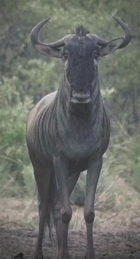 Capturing the Impact of Hunting: Slow Motion Theo P Wildebeest Hunt