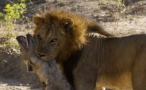 永恒的敌人-狮子与鬣狗