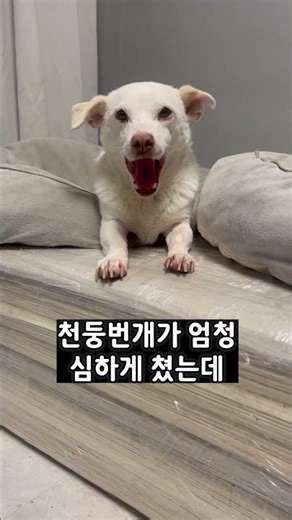 반려견이 사고를 쳐도 혼내지 않는 이유 #반려견 #백색증 #알비노 #강아지
