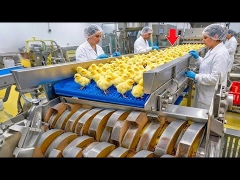 Inside a Chicken Factory – From Egg to Plate at World’s Largest Scale” 🐣➜🍗🏭