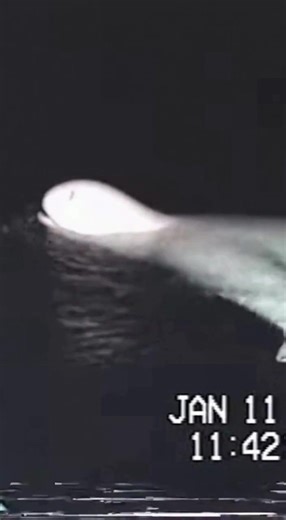 El Ningen: La Misteriosa Criatura Océano