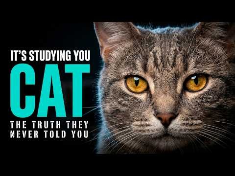 The Cat: the most mysterious animal living with you — the full breakdown!