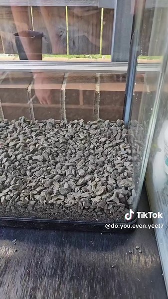 Creating a Beautiful Aqua One Tank: Setup Tips and Techniques