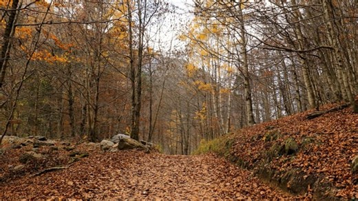 Autumn, Background, Beautiful. Free Stock Video