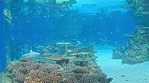 Dive into some fun with EarthCam's live aquarium webcams! Go below the surface and take a virtual swim in three unique tanks. See blacktip reef sharks, jellyfish and an incredible variety of brightly-colored saltwater reef fish. | EarthCam