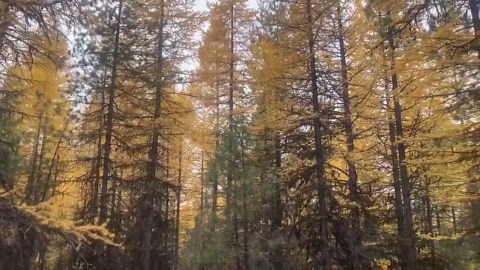 Weather Wise: Montana's second fall color season