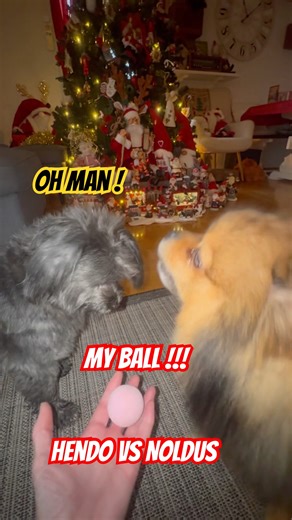 Pomeranian dog Warning Maltipoo to stay away #shorts