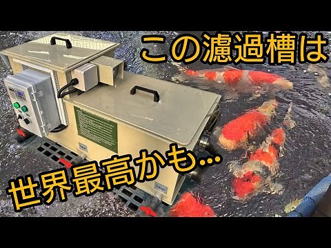 世界最高の錦鯉池のろ過システム！！ #koi #錦鯉 #アクアリウム #養殖 #日本エコル