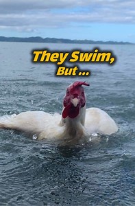 Roosters can swim?! 🐓💦 Here’s what really happens when chickens hit the water. You won't believe how they survive! #animalfacts #funnyanimals #roosterlife | Animal Doozy
