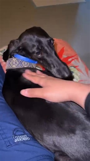 Zaina 🖤 | Foster or Forever Home Needed Feathered at intake. Gentle from the very start. Born from a Saluki and an Italian Greyhound—an Iggy—with the intention of becoming a feathered Iggy pet. If the experiment worked, she was meant to be gifted to a VVIP. But life had other plans. She became something quietly breathtaking: a silky black beauty with a soft, soulful presence. Adorable. Social. Calm. She thrives around small breeds and gentle dogs, especially females. Salukis are fine, but she t