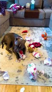 Watch These Dogs Tear Open Their Christmas Presents | The Dodo