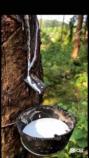 How Rubber Sheets Are Made From Trees | Natural Rubber Process #shorts