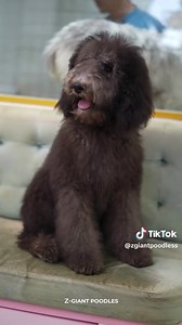 Meet Cavan the Playful Giant Poodle Pup