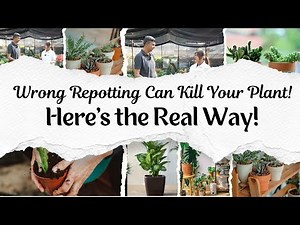 How to Repot Plants the Right Way | Step-by-Step Repotting Guide for Healthy Growth