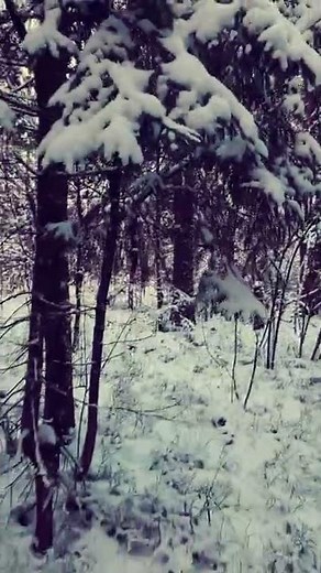 Calm Winter Forest Nature Snow Background video | No copyright footage | Free Download