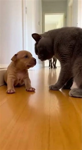 🤣🐱 That Fake Lick After Getting Caught