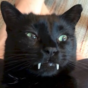 505K views · 21K reactions | The coolest looking cat on the planet! | Lovimals | Facebook