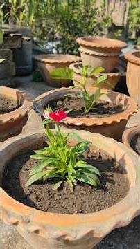 winter flower update.