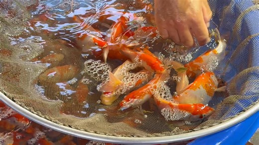 6.5K views · 110 reactions | Tosai harvest in full swing! Many breeders are harvesting their tosai that they bred this year. Now at the last selection the tategoi are carefully chosen. Very soon the first nisai ikeage will start. | Japan Koi Service | Facebook