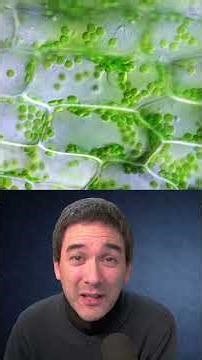 🔬 Why Chloroplasts move