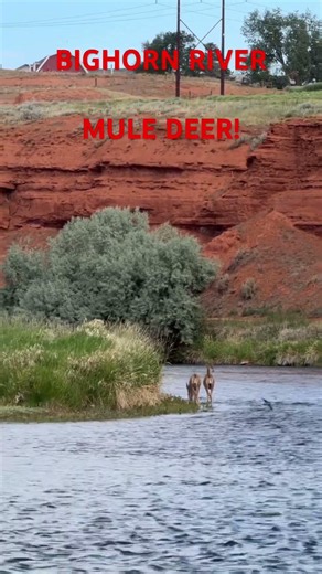 Trout fishing BIGHORN river